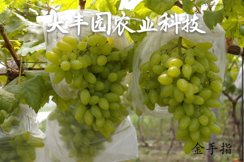 金手指葡萄苗《让农户放心38年信誉》质壮苗纯