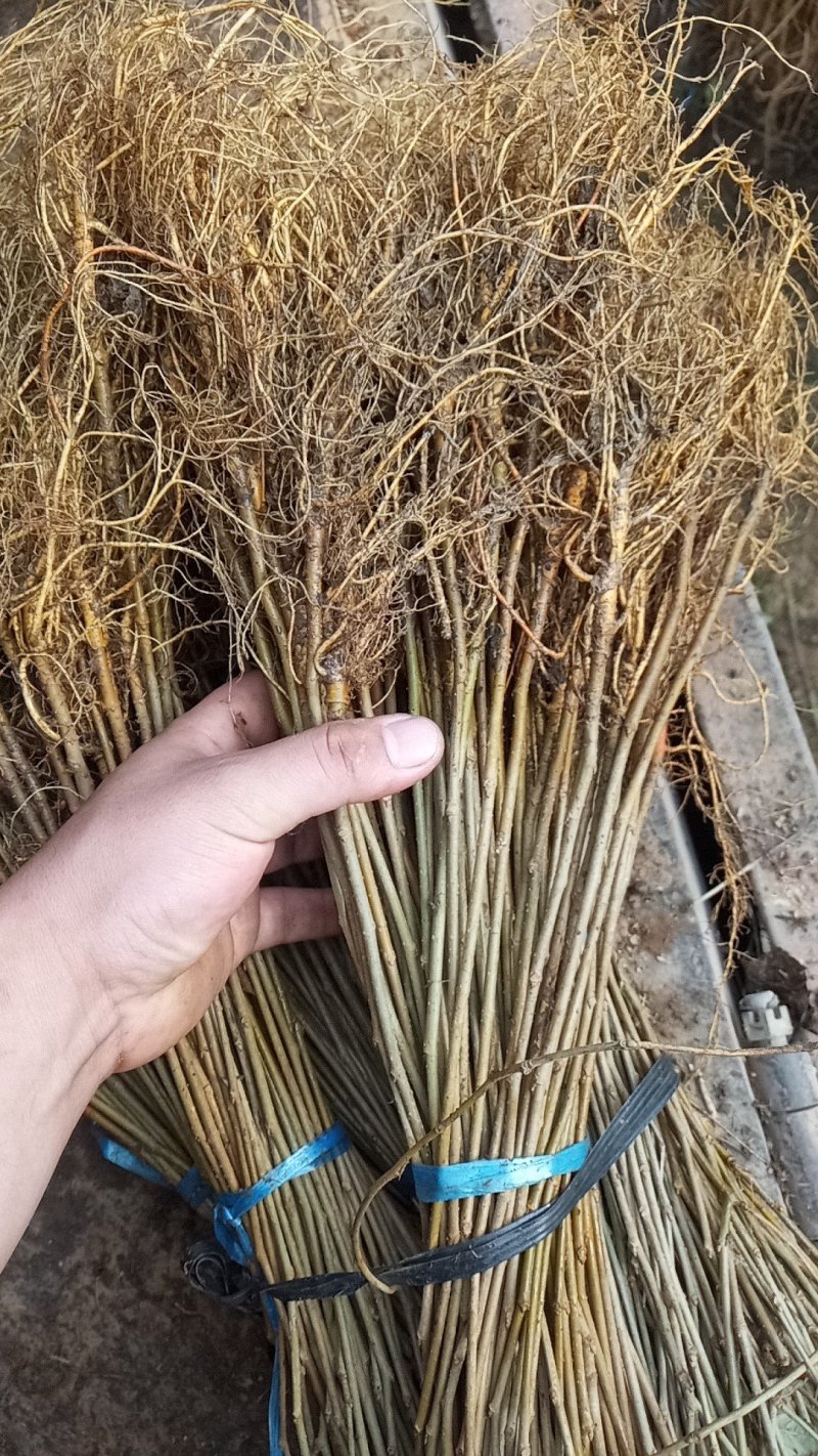 养蚕桑树苗广西杂交桑大叶桑所有品种都有货