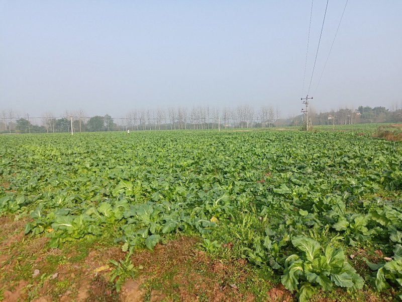 儿菜大量上市，质优价廉