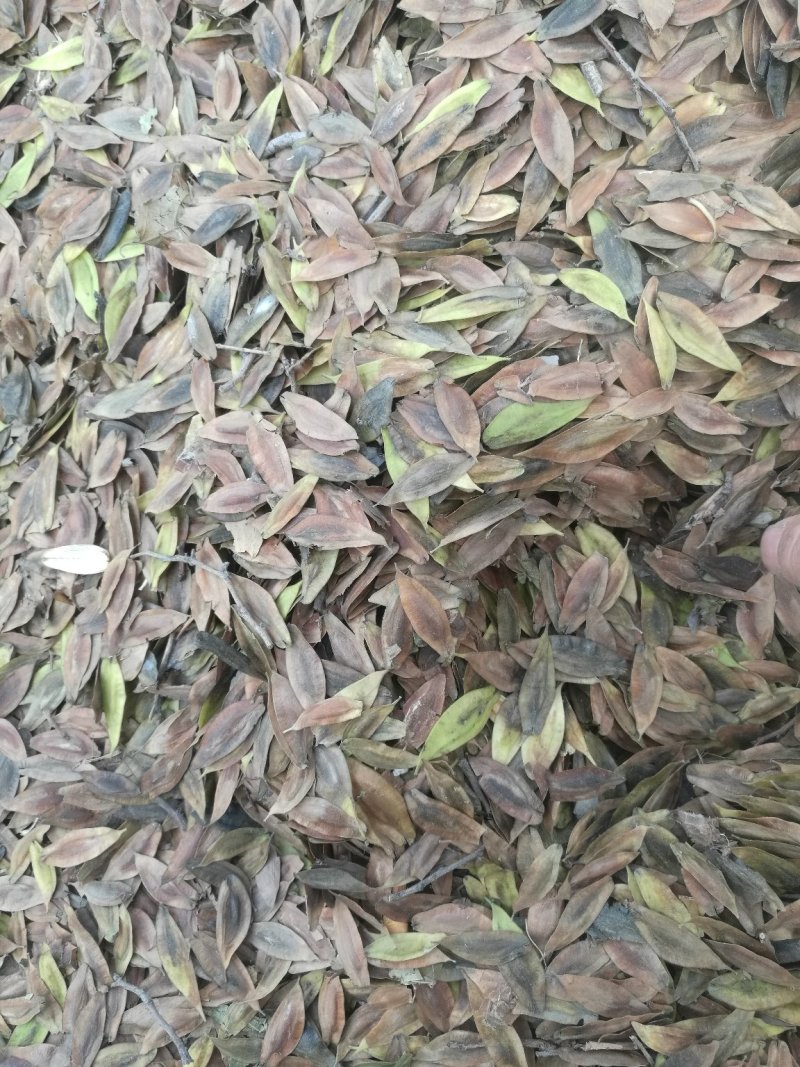 杜仲种子