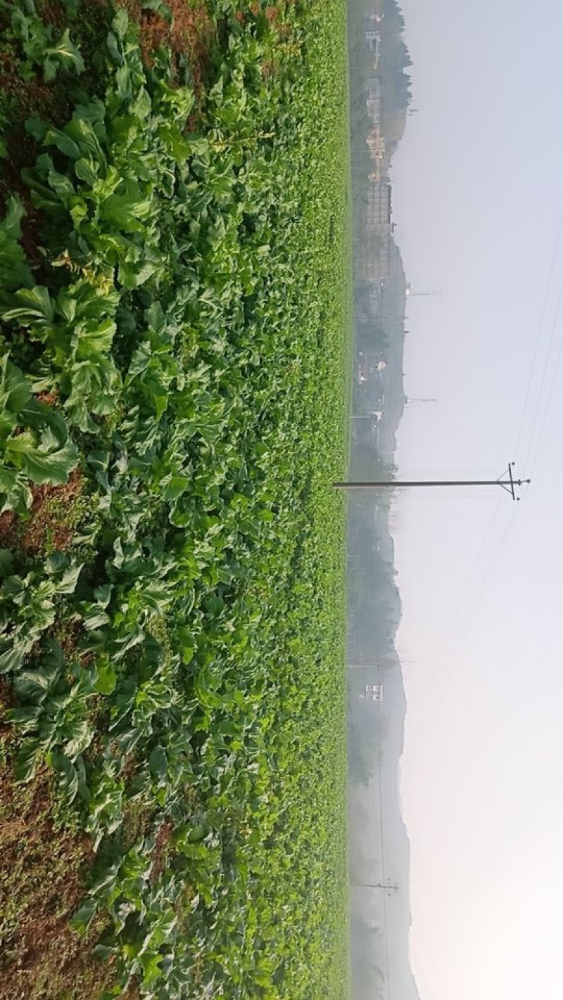 儿菜大量上市，质优价廉