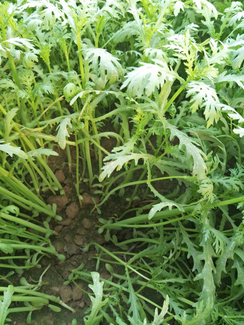 光杆茼蒿