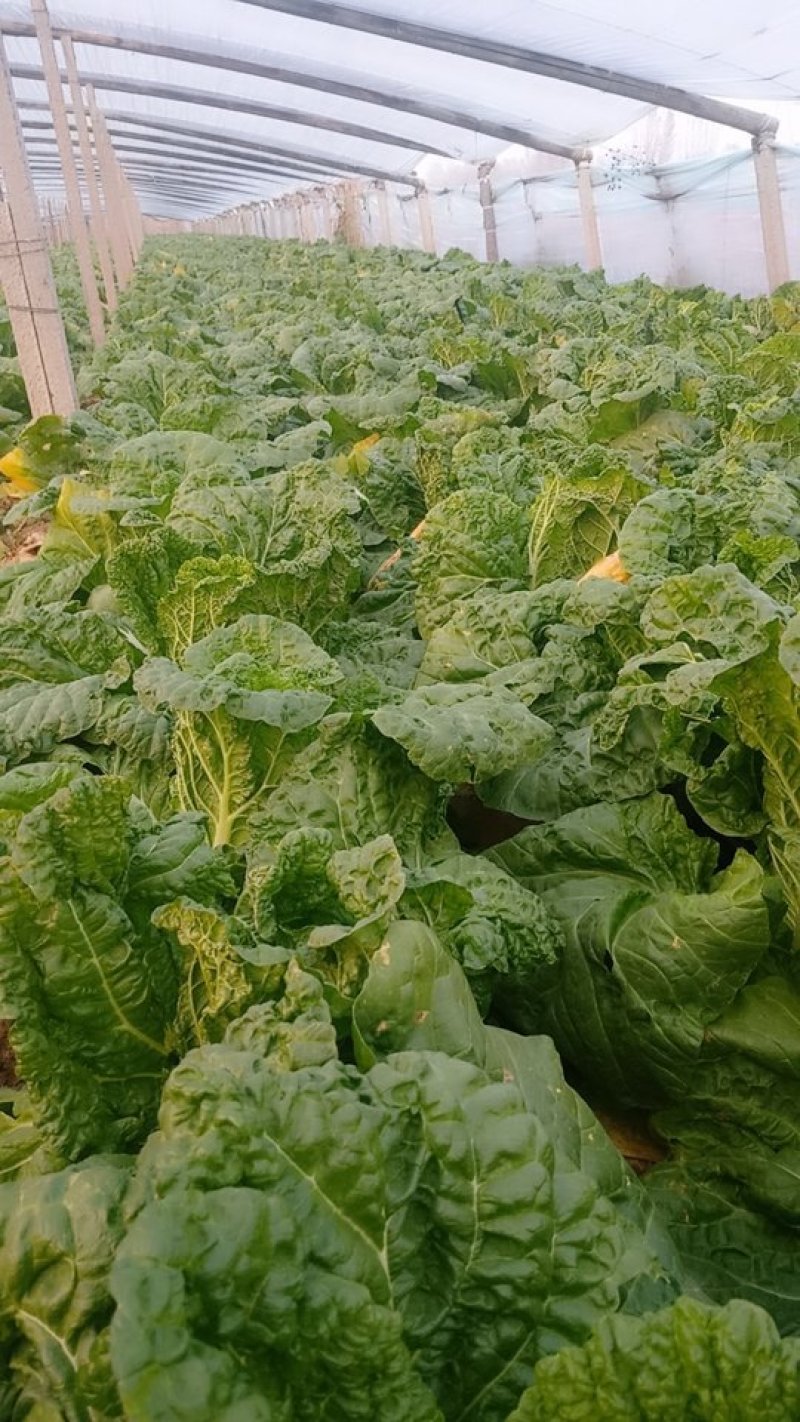 山东秋宝黄心白菜，基地直发全国，对接商超市场批发