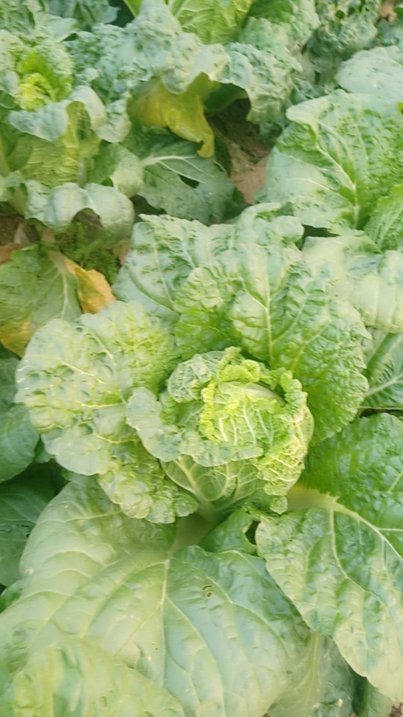 山东秋宝黄心白菜，基地直发全国，对接商超市场批发