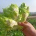 儿菜大量上市