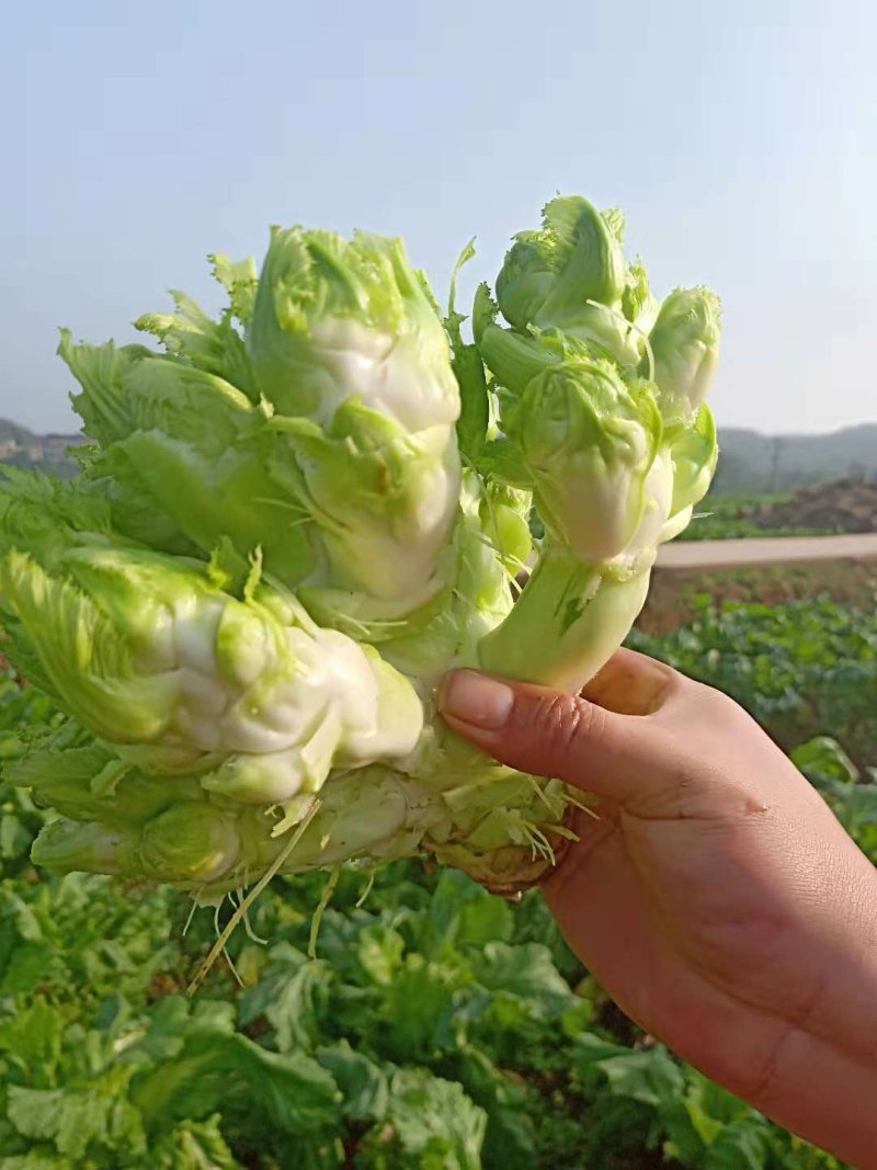 儿菜大量上市