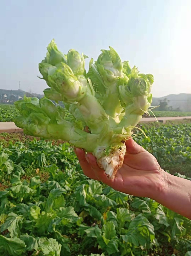 儿菜大量上市