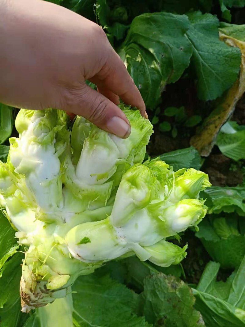 儿菜大量上市