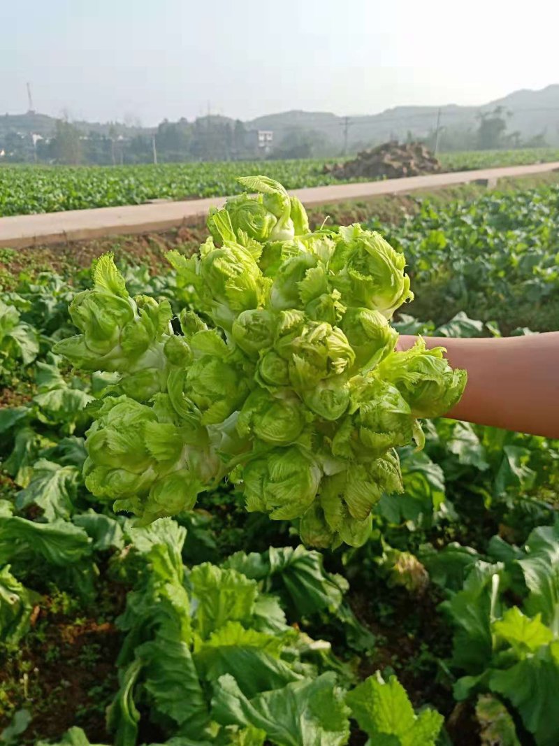 儿菜大量上市