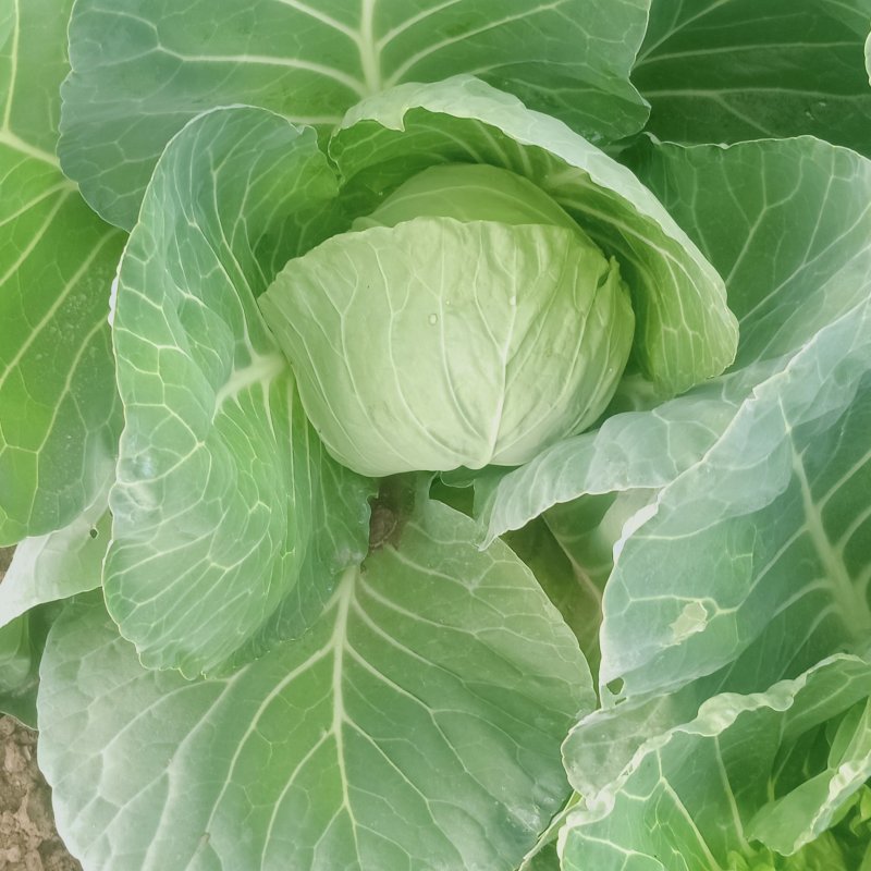 恒绿25甘蓝，颜色好看个头均匀，宣度刚好全部大棚菜。