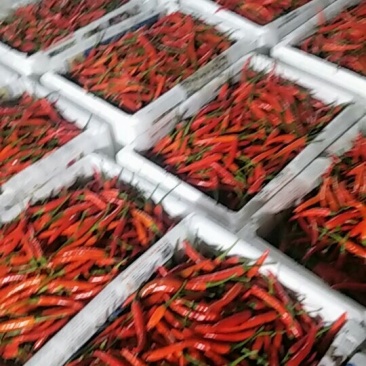 云南精品小米椒艳红，质量好，保质保量大量上市