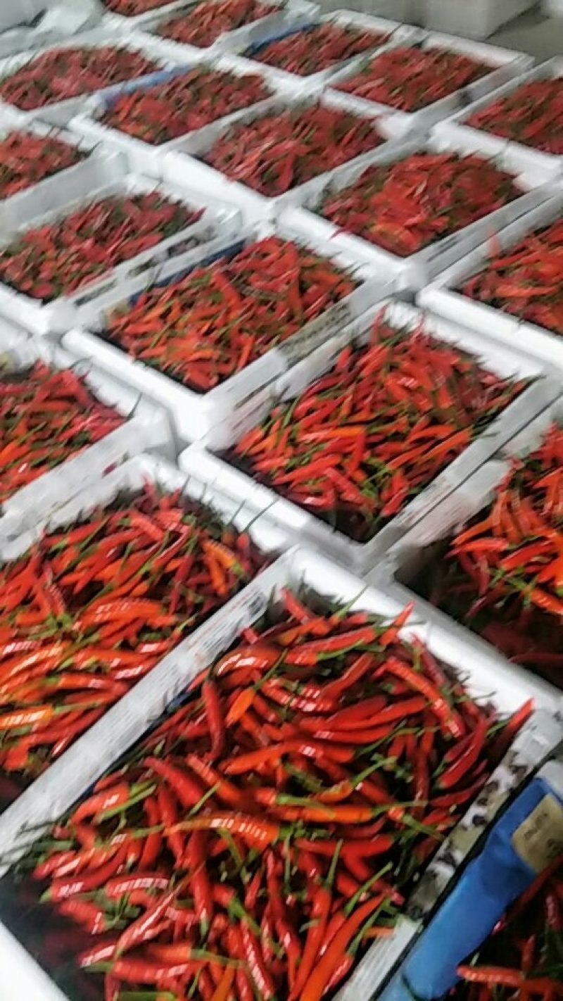 云南精品小米椒艳红，质量好，保质保量大量上市