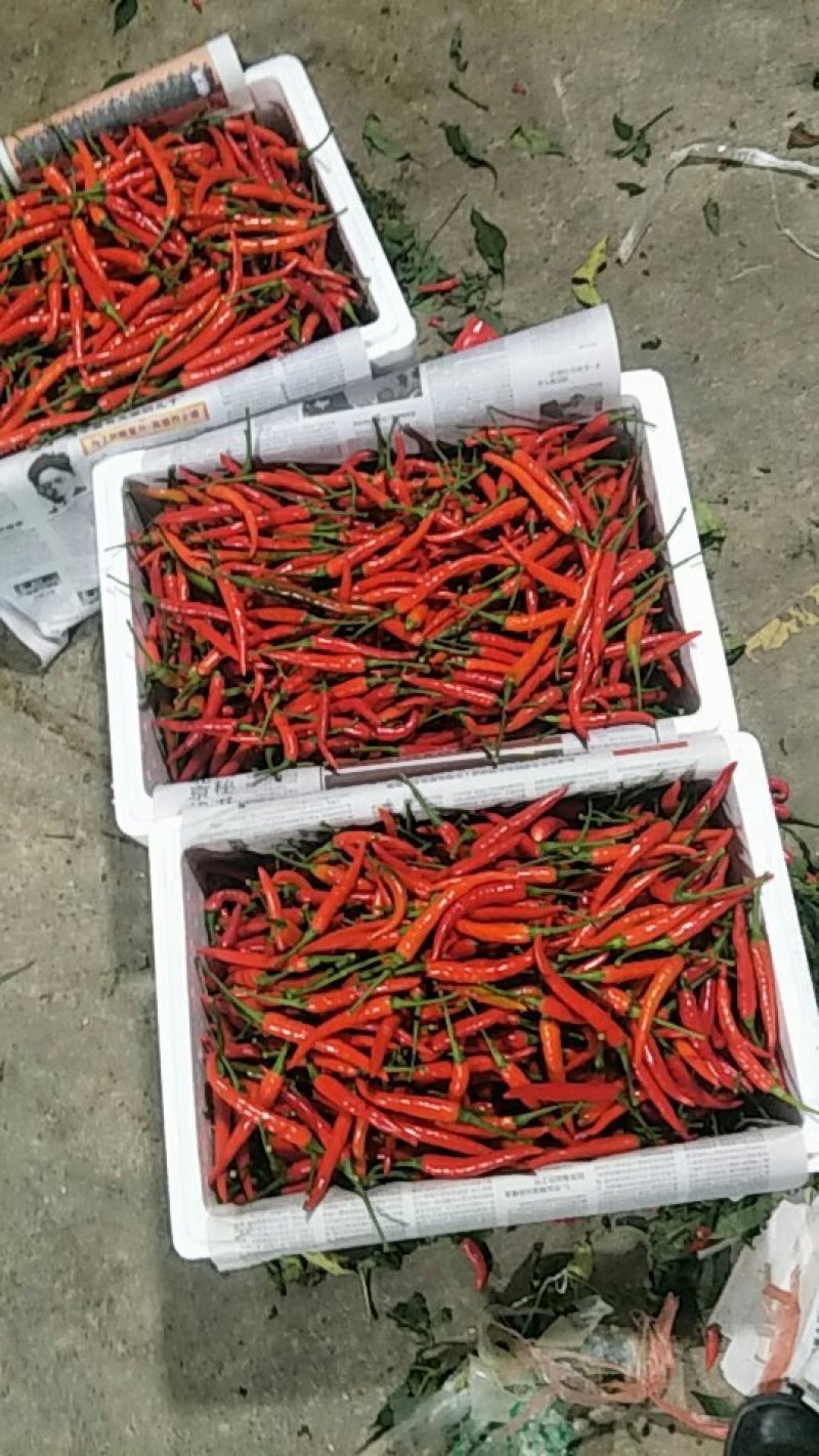 云南精品小米椒艳红，质量好，保质保量大量上市