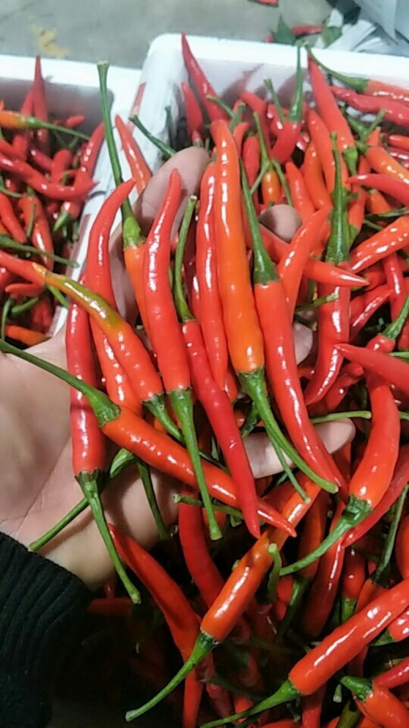 云南精品小米椒艳红，质量好，保质保量大量上市