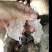 雪燕特级缅甸拉丝雪燕