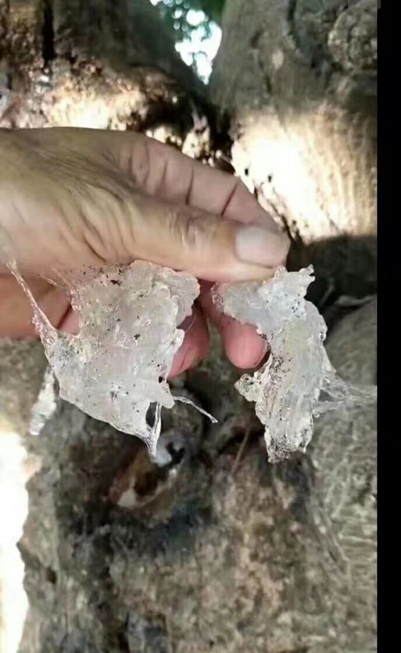 雪燕特级缅甸拉丝雪燕