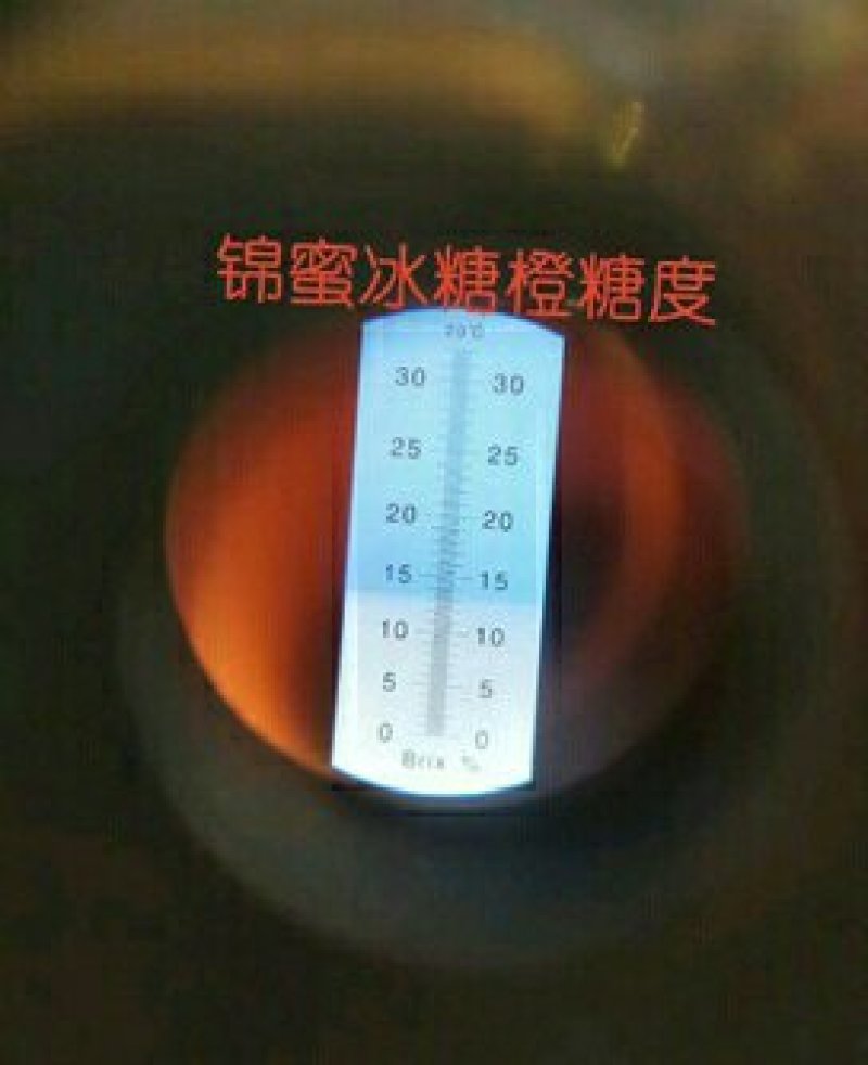 锦蜜冰糖橙苗/树人农林/纯度和品质保证签订合同技术指导