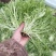 精品苦菊大量上市欢迎定购