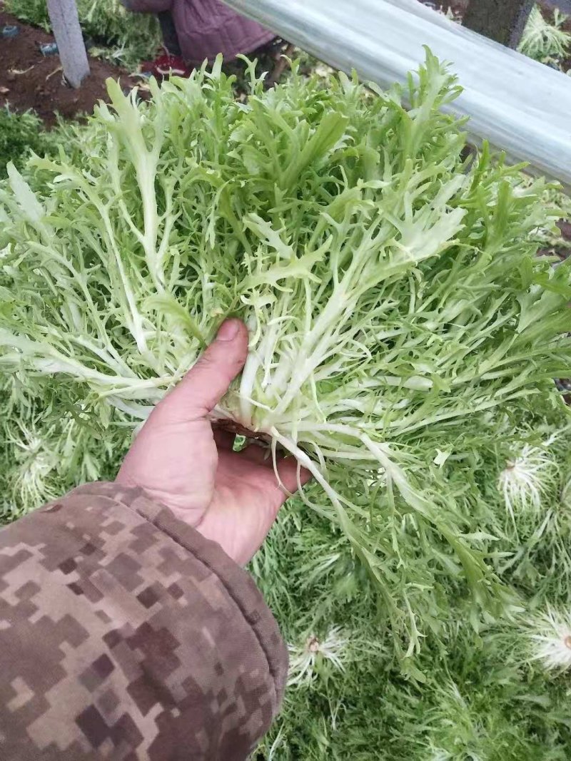 精品苦菊大量上市欢迎定购