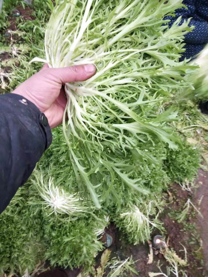 精品苦菊大量上市欢迎定购