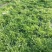 精品苦菊大量上市欢迎定购