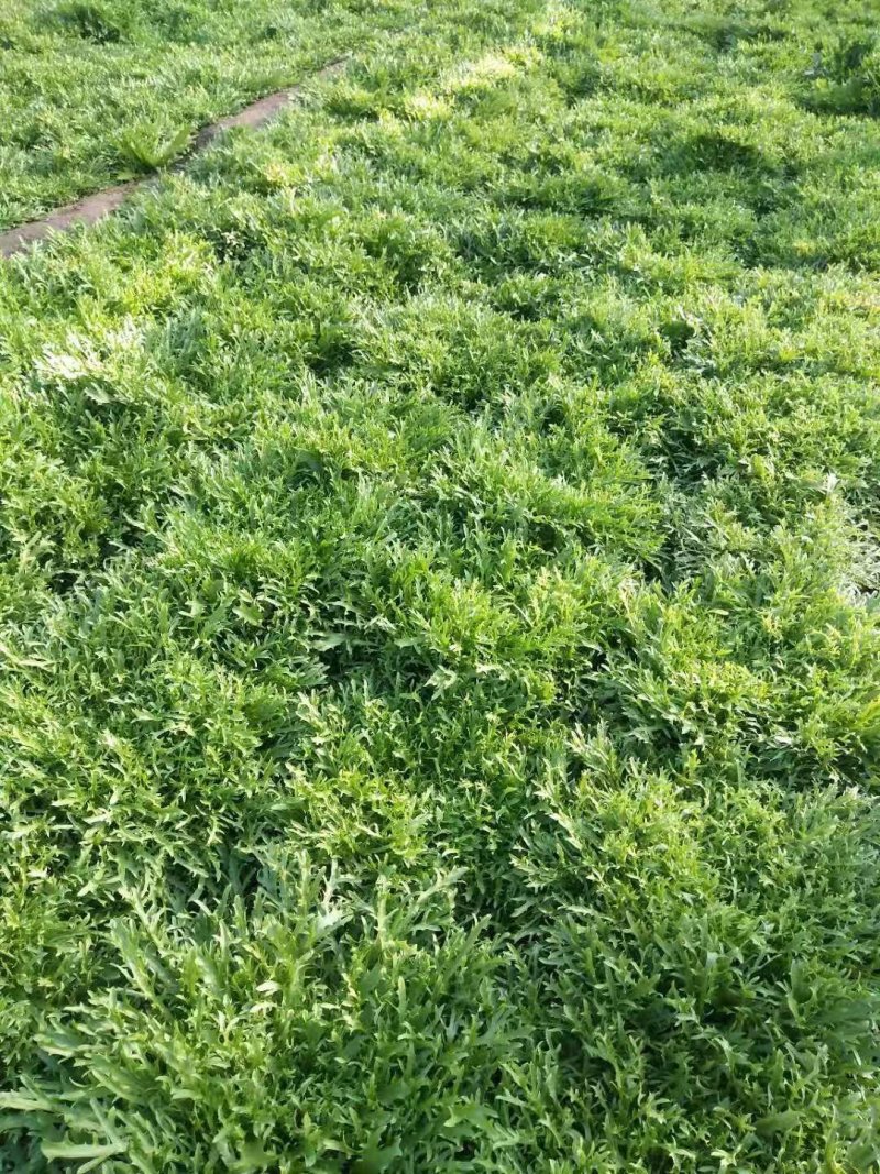 精品苦菊大量上市欢迎定购