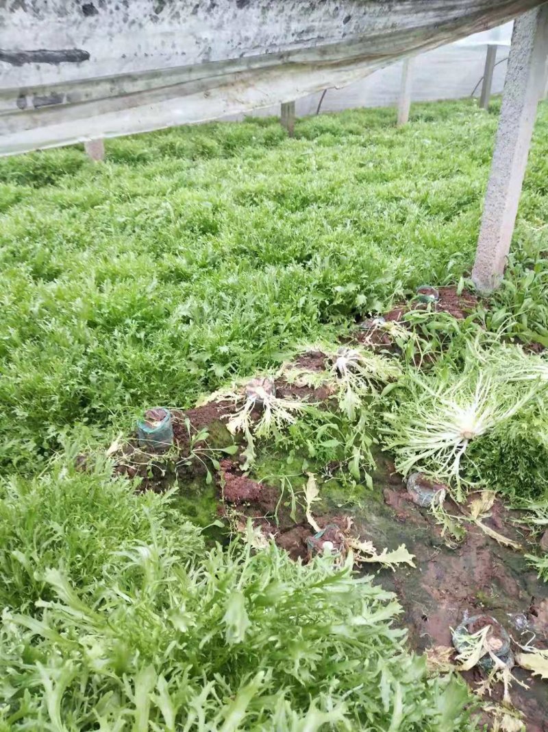 精品苦菊大量上市欢迎定购