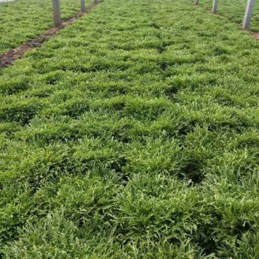 精品苦菊大量上市欢迎定购