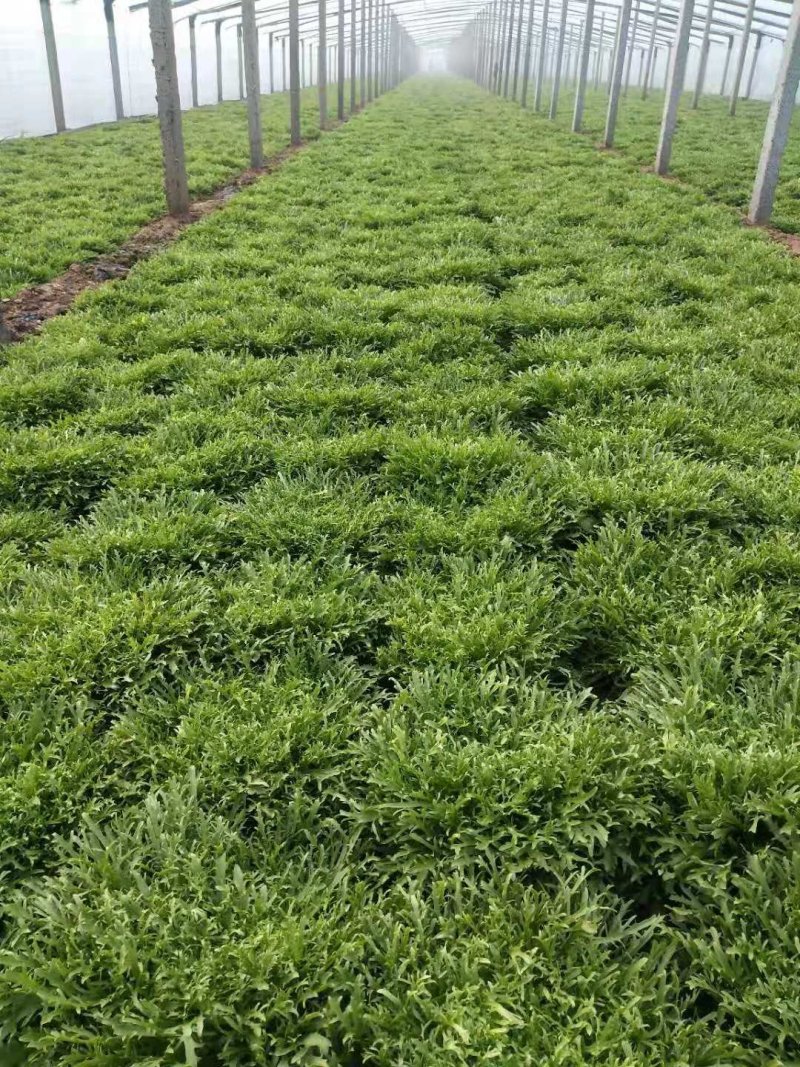 精品苦菊大量上市欢迎定购