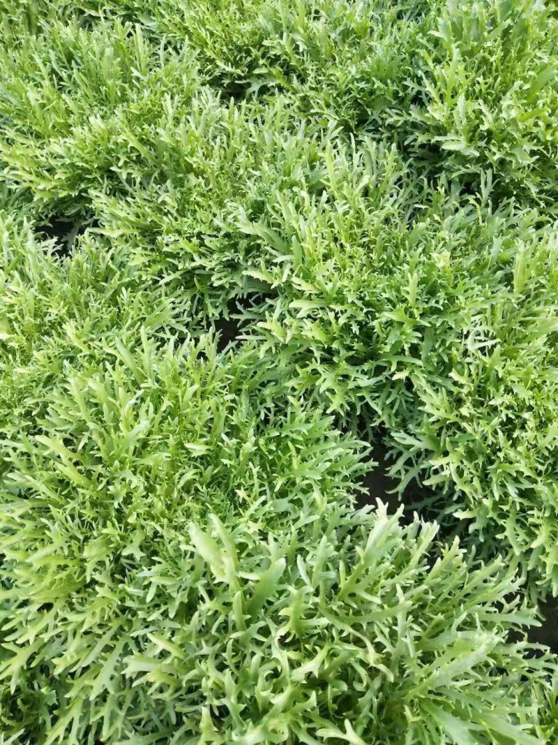 精品苦菊大量上市欢迎定购