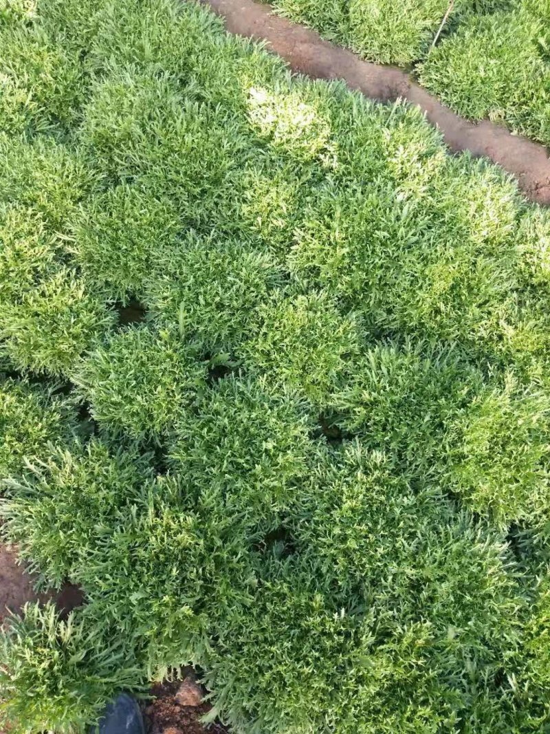 精品苦菊大量上市欢迎定购