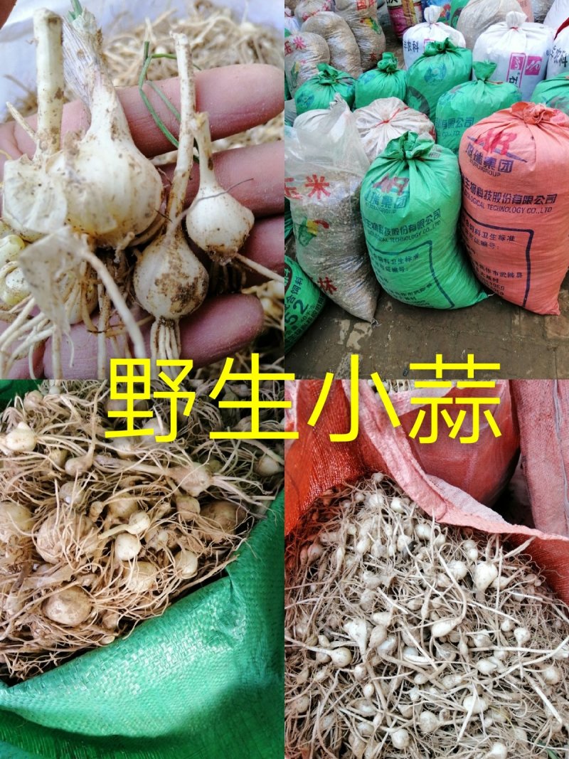 野生小根蒜薤白