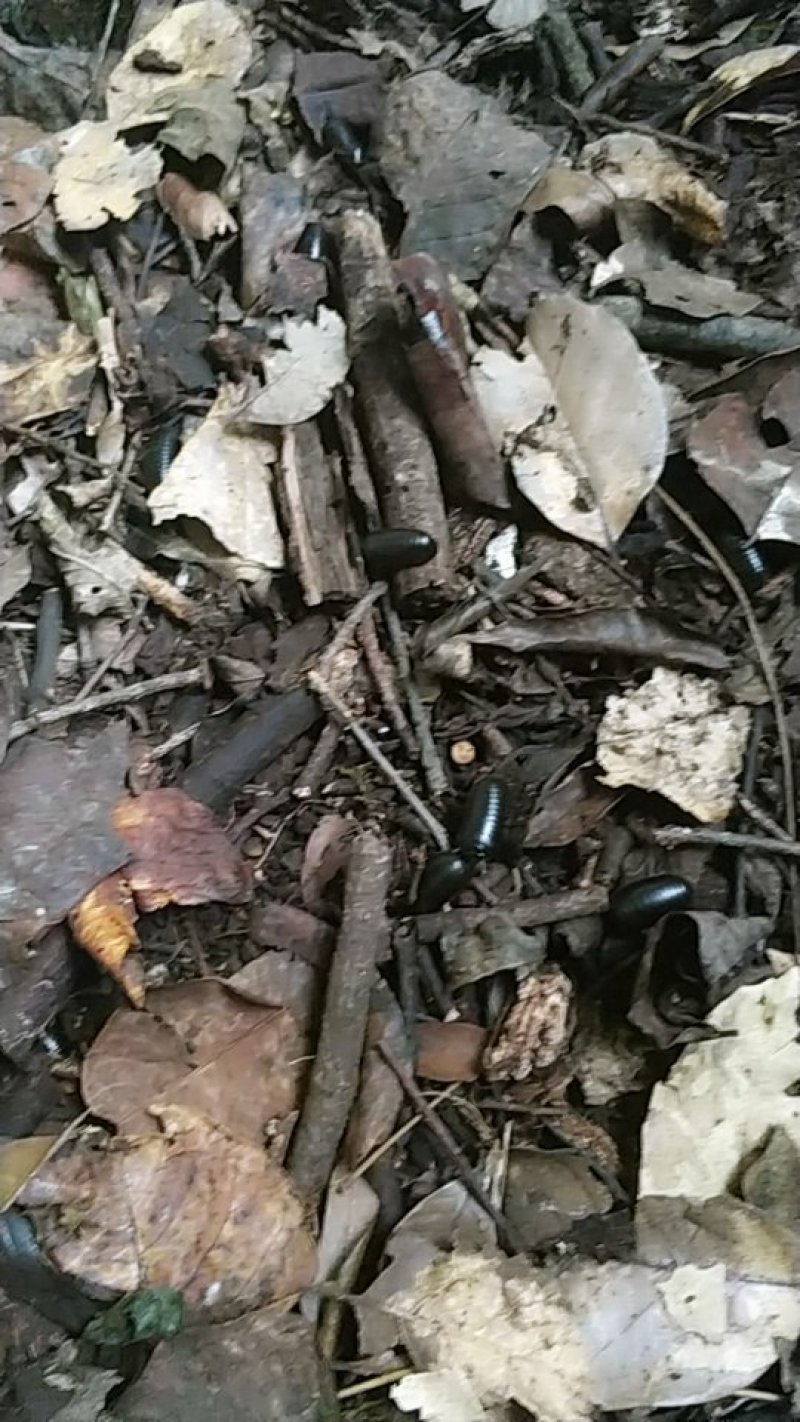 滚山虫有需要的老板联系