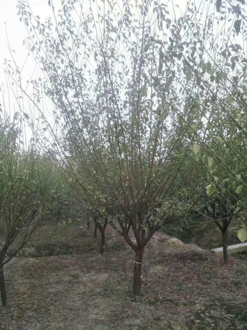 红梅