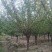 红梅
