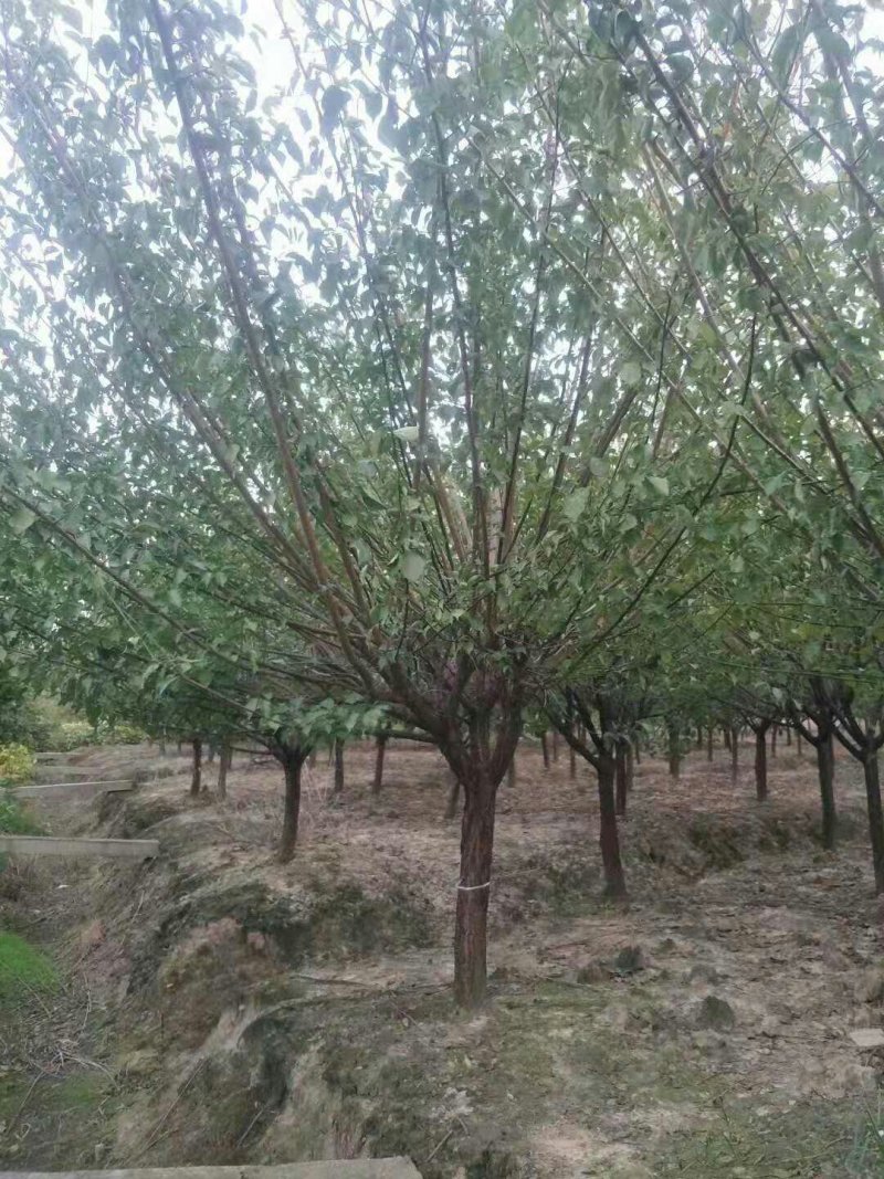 红梅