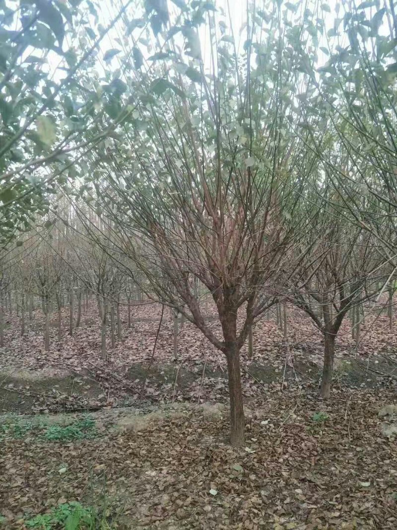 红梅