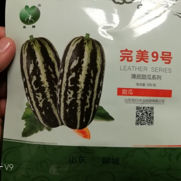 【高端】完美9号博洋9号甜瓜种子甜度高品质好抗病强
