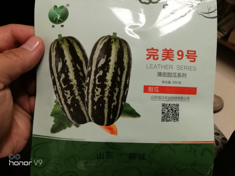 【高端】完美9号博洋9号甜瓜种子甜度高品质好抗病强