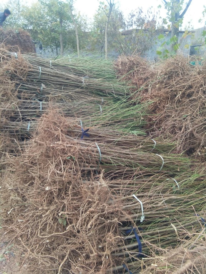 河北桃树苗，河北毛桃苗批发