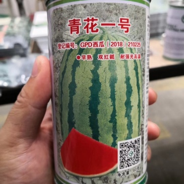 双红瓤青花一号2020年平均重40斤，西瓜种子