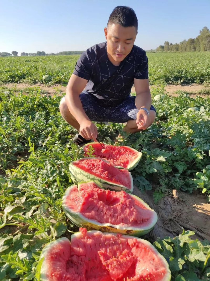 双红瓤青花一号2020年平均重40斤，西瓜种子