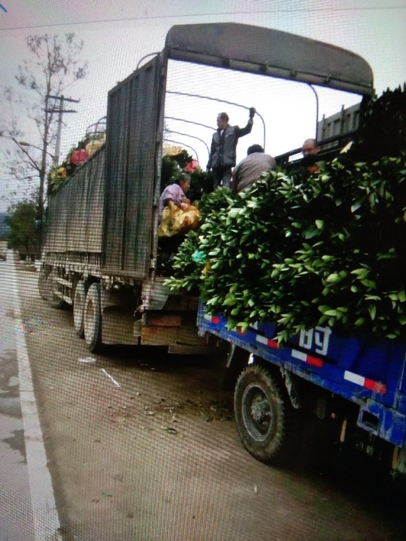 赣南纽荷尔脐橙苗，全程脱毒培育，合同保证纯品种！