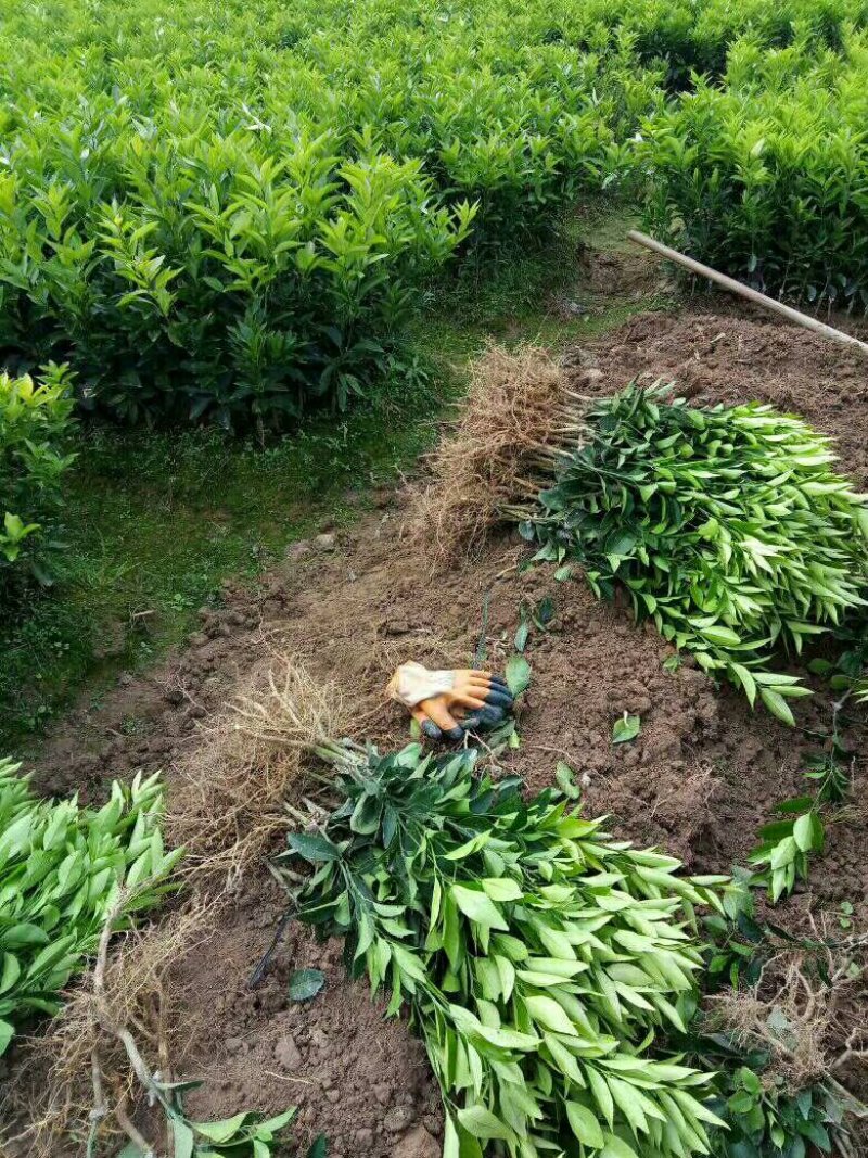 沃柑苗无溃疡苗子青秀免费提供种植技术支持