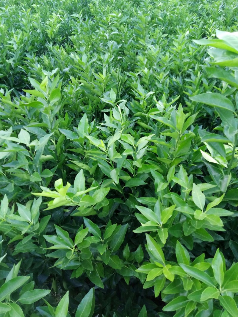 沃柑苗无溃疡苗子青秀免费提供种植技术支持