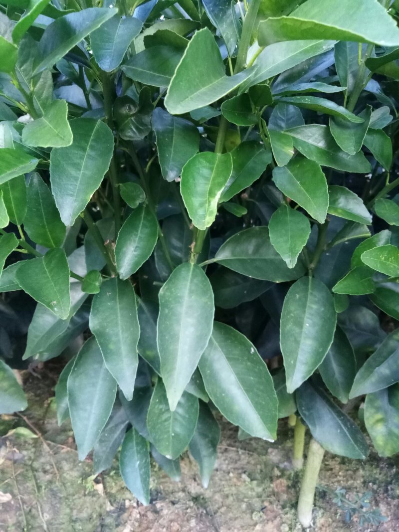 沃柑苗无溃疡苗子青秀免费提供种植技术支持