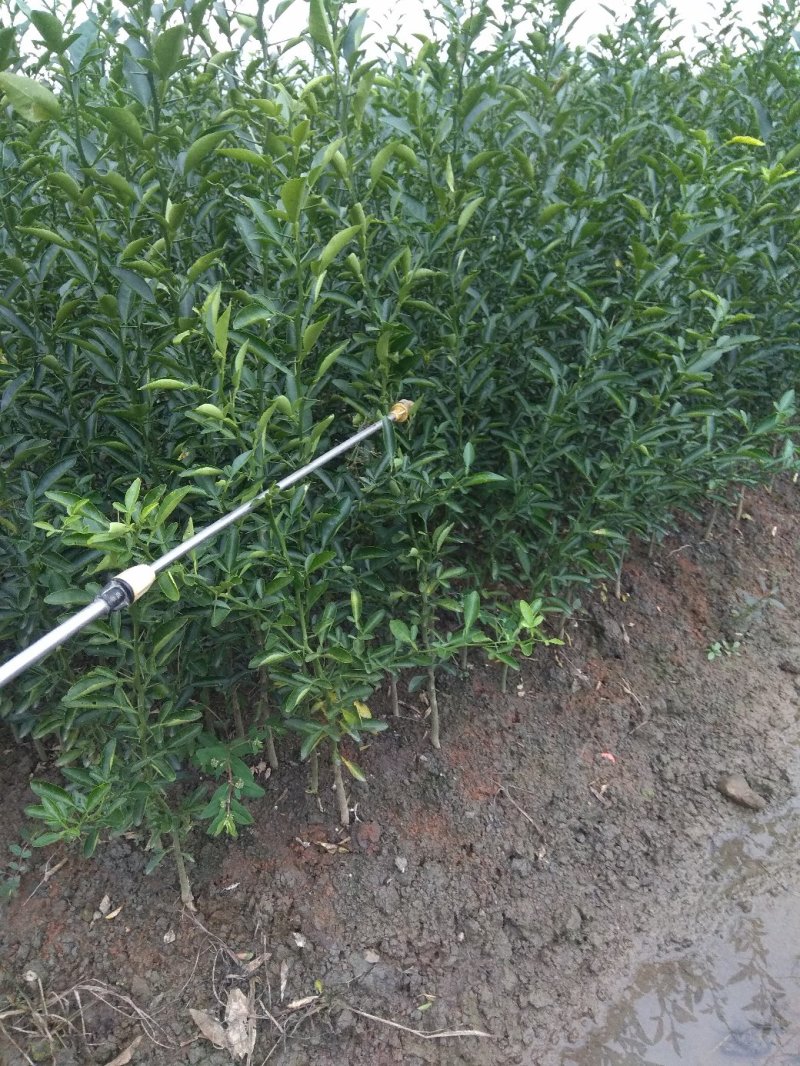 积橙大苗，卡里左，大叶积壳苗！提供免费种植技术服务