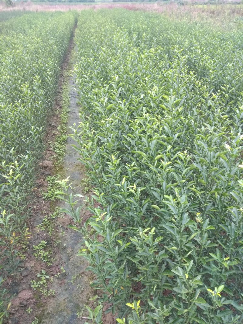 积橙大苗，卡里左，大叶积壳苗！提供免费种植技术服务