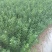 积橙大苗，卡里左，大叶积壳苗！提供免费种植技术服务