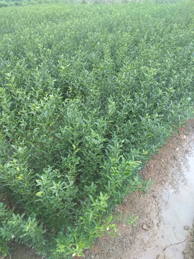 积橙大苗，卡里左，大叶积壳苗！提供免费种植技术服务